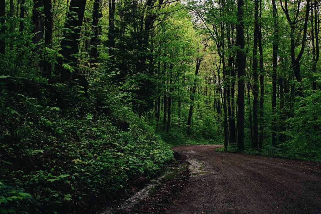 Trail-Bosque-de-Niebla